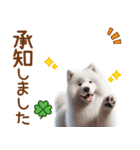 敬語のサモエドスタンプ（個別スタンプ：8）