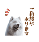 敬語のサモエドスタンプ（個別スタンプ：10）