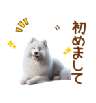 敬語のサモエドスタンプ（個別スタンプ：12）