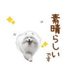 敬語のサモエドスタンプ（個別スタンプ：13）