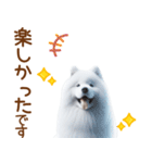 敬語のサモエドスタンプ（個別スタンプ：14）