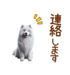 敬語のサモエドスタンプ（個別スタンプ：17）