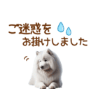 敬語のサモエドスタンプ（個別スタンプ：21）