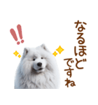 敬語のサモエドスタンプ（個別スタンプ：22）