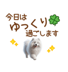 敬語のサモエドスタンプ（個別スタンプ：23）
