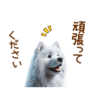 敬語のサモエドスタンプ（個別スタンプ：26）
