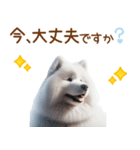 敬語のサモエドスタンプ（個別スタンプ：30）