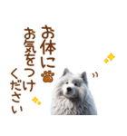 敬語のサモエドスタンプ（個別スタンプ：33）