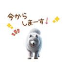敬語のサモエドスタンプ（個別スタンプ：34）
