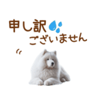 敬語のサモエドスタンプ（個別スタンプ：36）