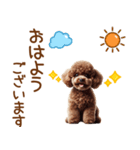 敬語のトイプードルスタンプ（個別スタンプ：1）