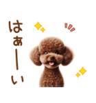 敬語のトイプードルスタンプ（個別スタンプ：3）
