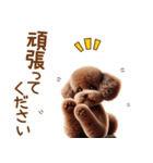 敬語のトイプードルスタンプ（個別スタンプ：7）