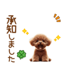 敬語のトイプードルスタンプ（個別スタンプ：8）