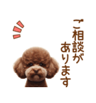 敬語のトイプードルスタンプ（個別スタンプ：10）