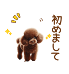 敬語のトイプードルスタンプ（個別スタンプ：12）