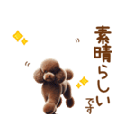 敬語のトイプードルスタンプ（個別スタンプ：13）