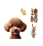 敬語のトイプードルスタンプ（個別スタンプ：17）