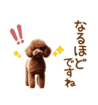 敬語のトイプードルスタンプ（個別スタンプ：22）