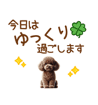 敬語のトイプードルスタンプ（個別スタンプ：23）