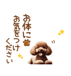 敬語のトイプードルスタンプ（個別スタンプ：33）