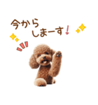 敬語のトイプードルスタンプ（個別スタンプ：34）