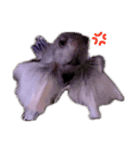 Betta friend 2（個別スタンプ：4）