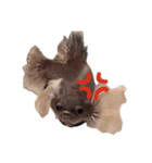 Betta friend 2（個別スタンプ：5）