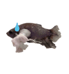 Betta friend 2（個別スタンプ：7）