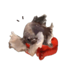 Betta friend 2（個別スタンプ：10）