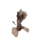 Betta friend 2（個別スタンプ：11）