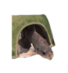 Betta friend 2（個別スタンプ：12）