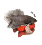 Betta friend 2（個別スタンプ：13）