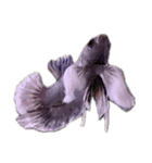 Betta friend 2（個別スタンプ：16）