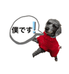 うちのわんこ！トイプードルのアビー（個別スタンプ：1）
