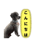 うちのわんこ！トイプードルのアビー（個別スタンプ：4）