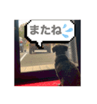 うちのわんこ！トイプードルのアビー（個別スタンプ：5）