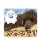 うちのわんこ！トイプードルのアビー（個別スタンプ：9）