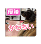 うちのわんこ！トイプードルのアビー（個別スタンプ：12）