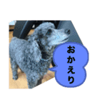 うちのわんこ！トイプードルのアビー（個別スタンプ：13）