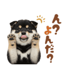 黒柴♡ゆるい日常スタンプ（個別スタンプ：2）