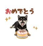 黒柴♡ゆるい日常スタンプ（個別スタンプ：19）