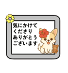 チワワのくーちゃんイラストスタンプ② 夏（個別スタンプ：2）