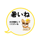 チワワのくーちゃんイラストスタンプ② 夏（個別スタンプ：7）