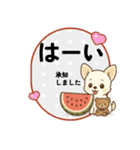 チワワのくーちゃんイラストスタンプ② 夏（個別スタンプ：8）