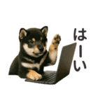 【敬語】働く動物たち（個別スタンプ：13）