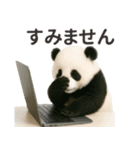 【敬語】働く動物たち（個別スタンプ：16）