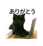 【敬語】働く動物たち（個別スタンプ：17）