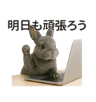 【敬語】働く動物たち（個別スタンプ：31）