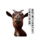 セレブリティヤギさん（個別スタンプ：10）
